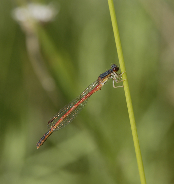 Amphiagrion_saucium0038