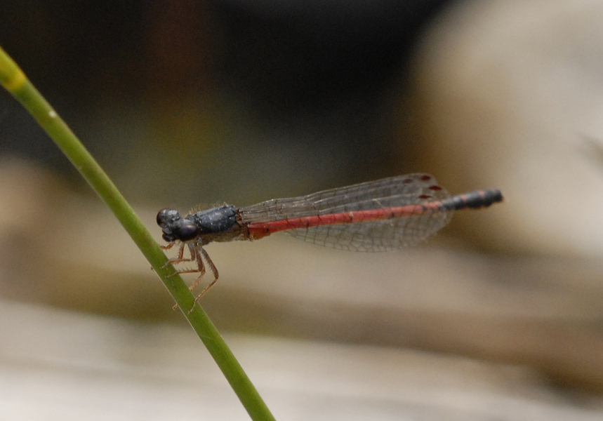 Amphiagrion_saucium4822