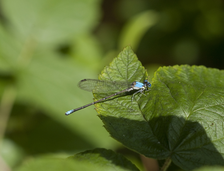 Argia9186