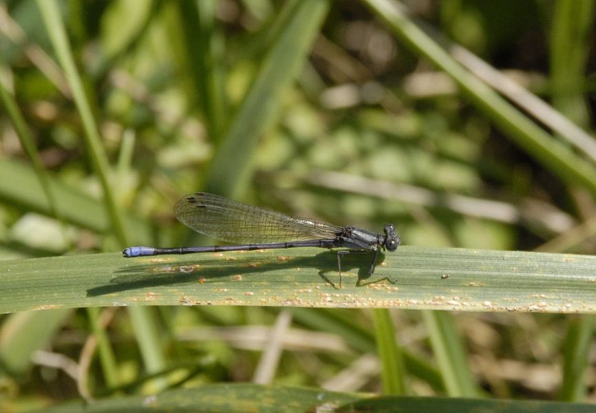 Argia_fumipennis1162