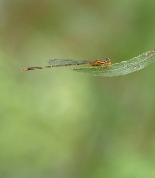 E_signatum0575