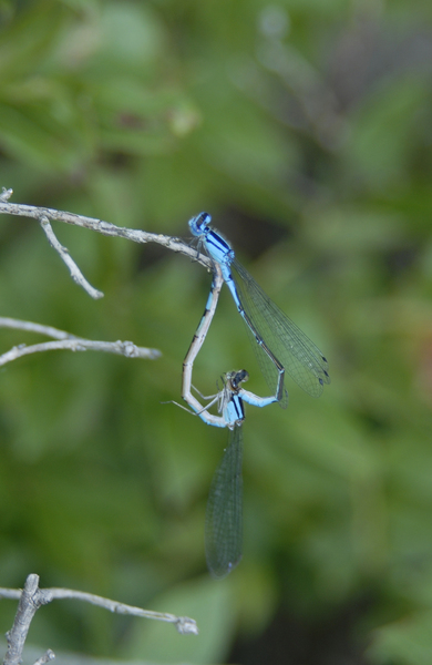 Enallagma_aspersum0071
