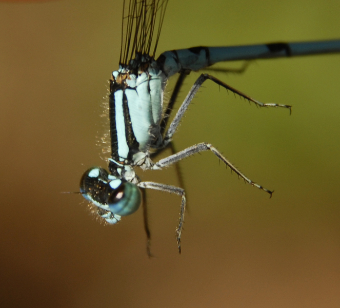 Enallagma_ebrium0072