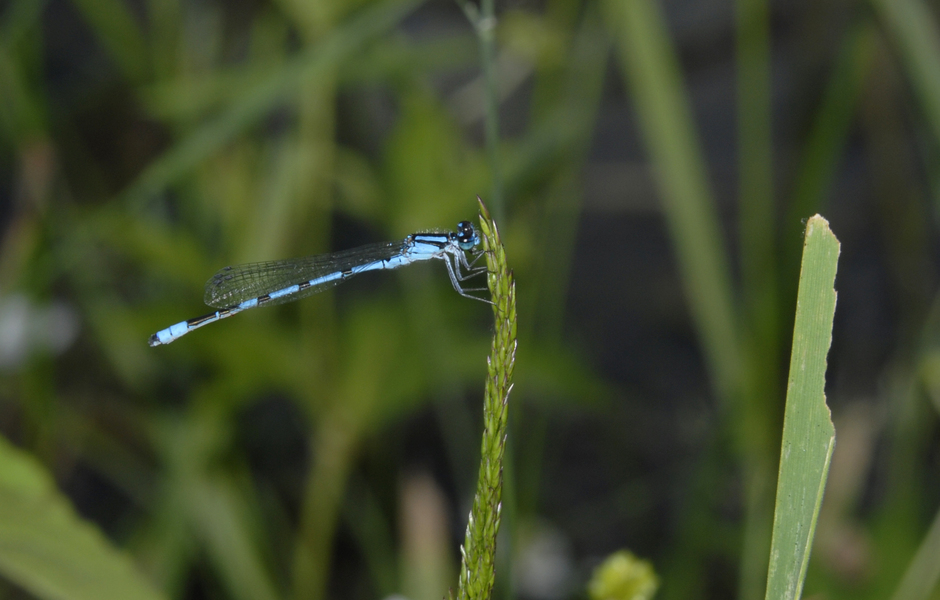 Enallagma_hageni0055