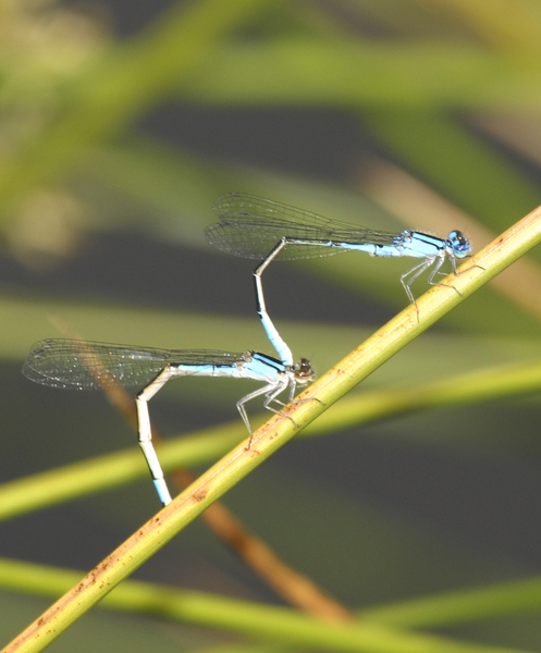 Enallagma_mating0009