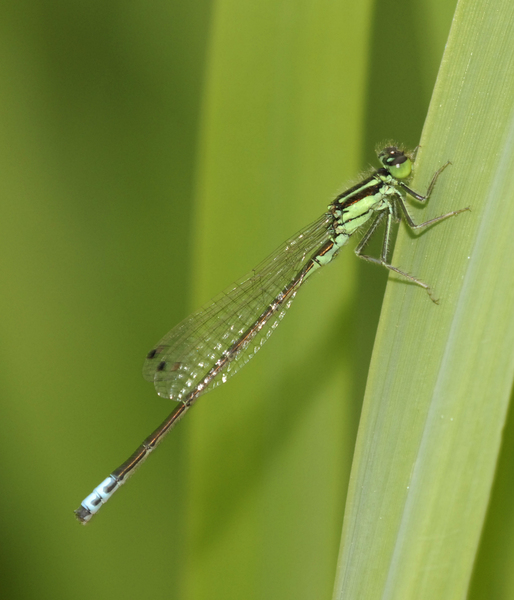 Ischnura3074