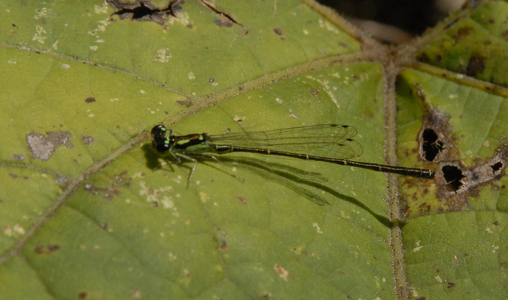 Ischnura_posita1140