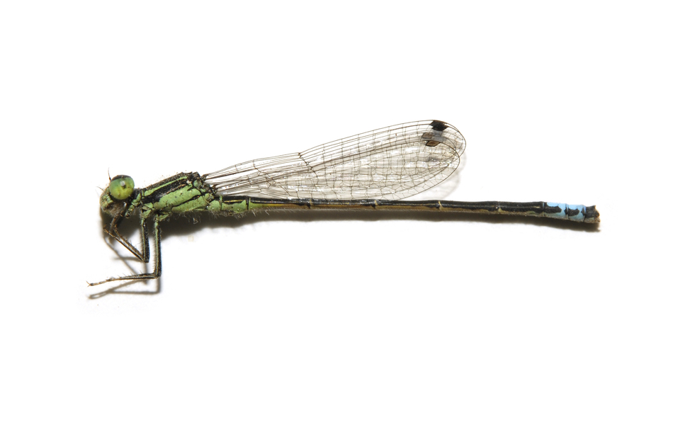 Ischnura_verticalis0015