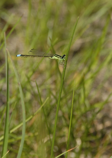Ischnura_verticalis0022
