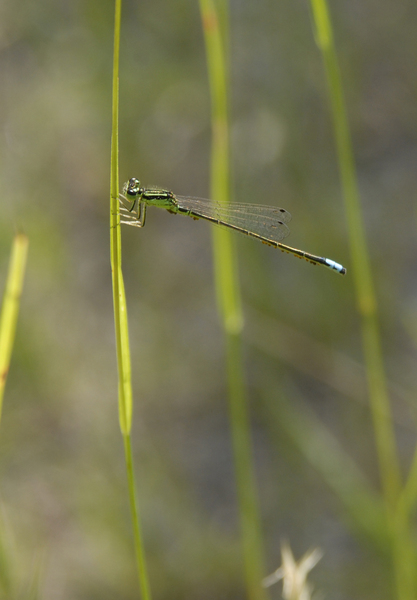 Ischnura_verticalis0023
