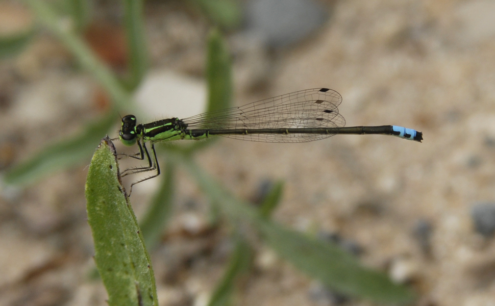 Ischnura_verticalis0081