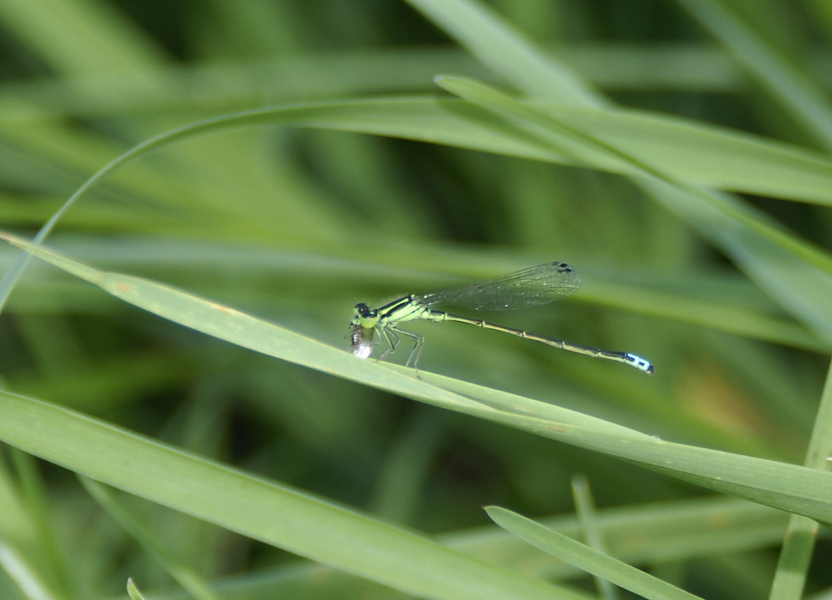 Ischnura_verticalis1023
