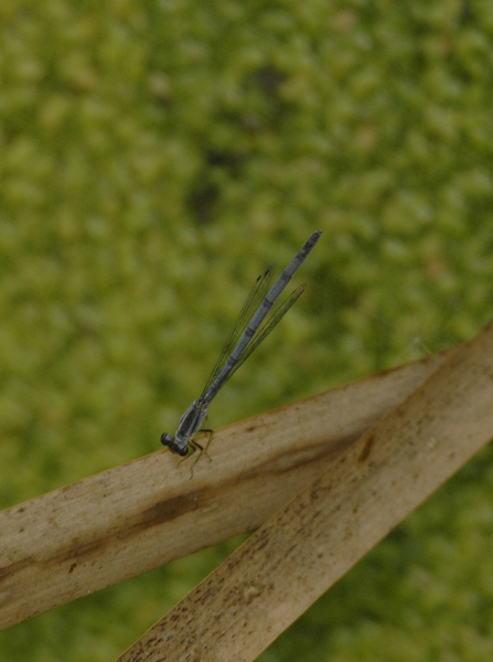 damsel0992