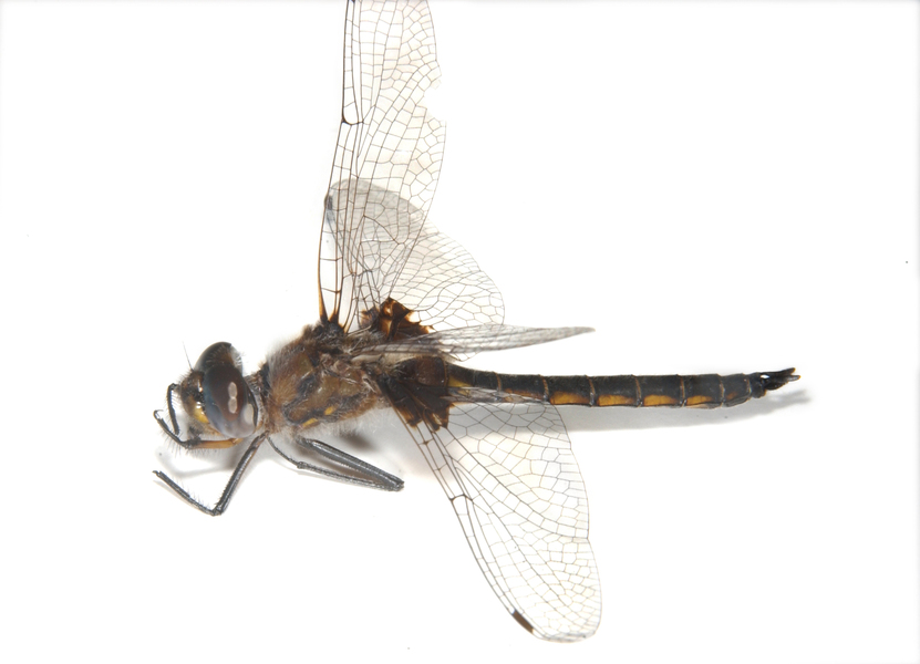 Epitheca4400
