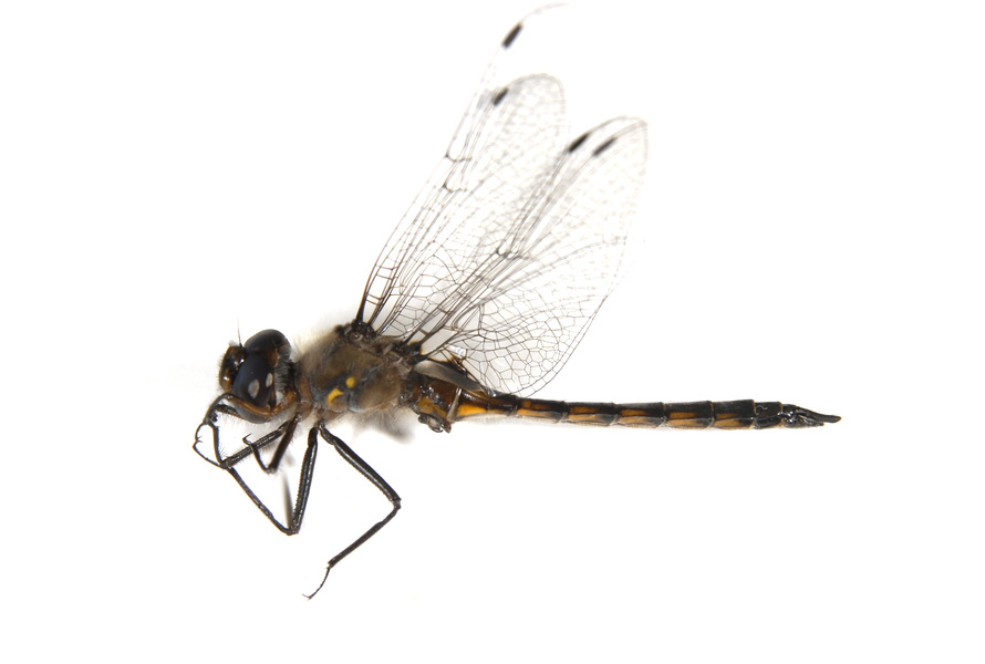 Epitheca_cynosura0002