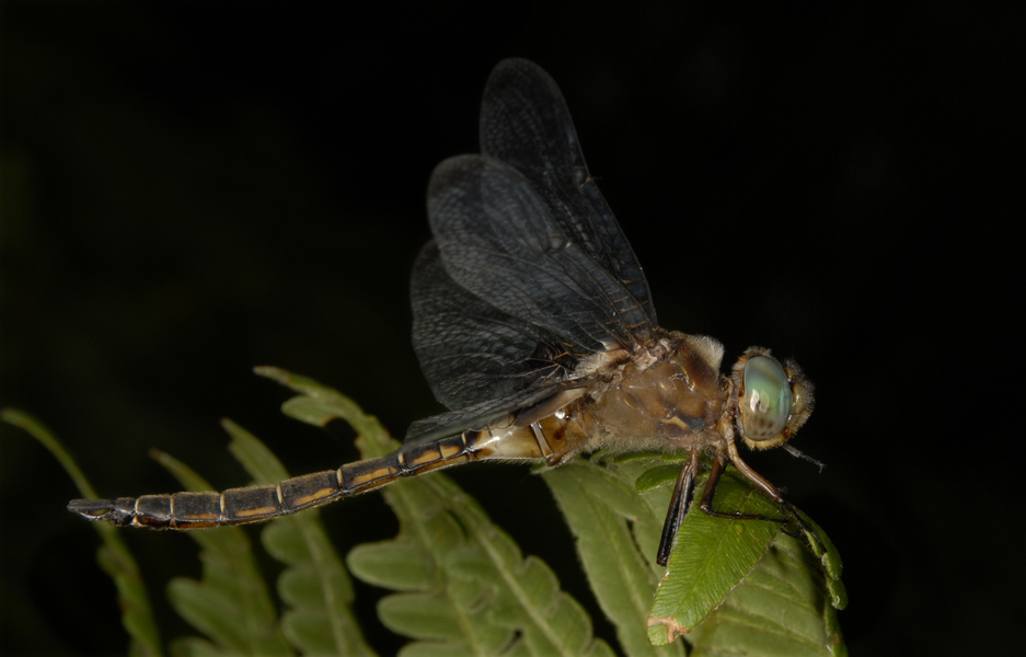 epicordulia_princeps0018
