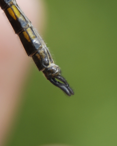 epitheca0010