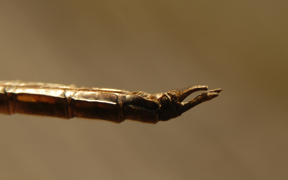 epitheca5005