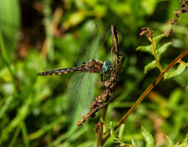 epitheca7697