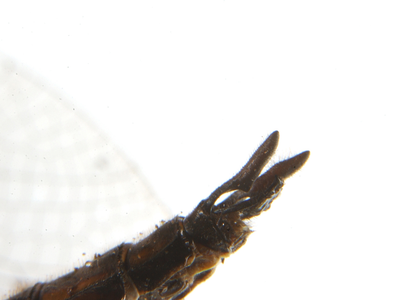 epitheca_cercus4435