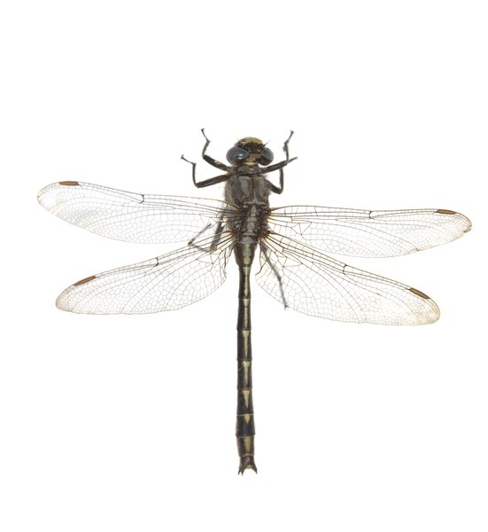 Gomphus0005