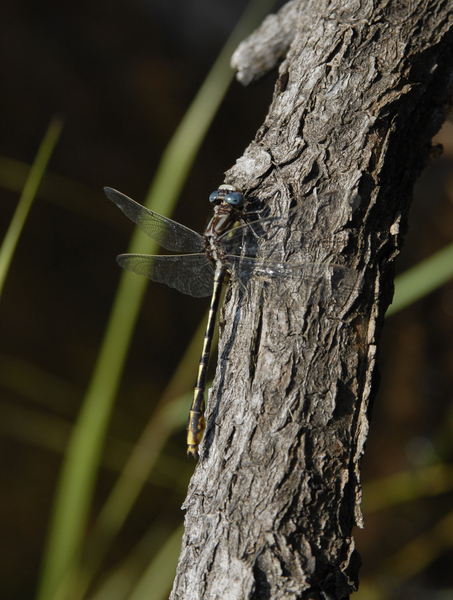 Gomphus0017