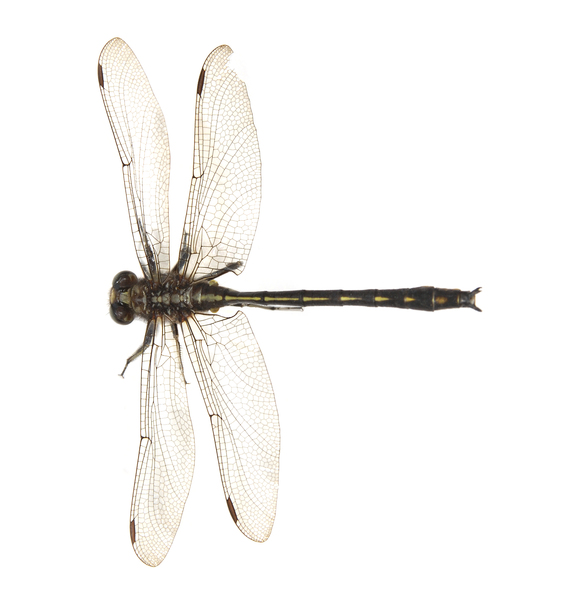 Gomphus0068