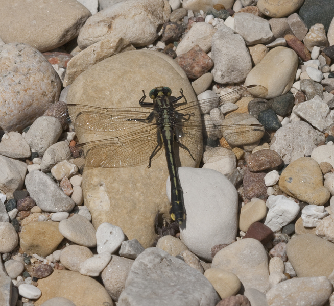 Gomphus1816