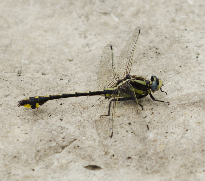 Gomphus2418
