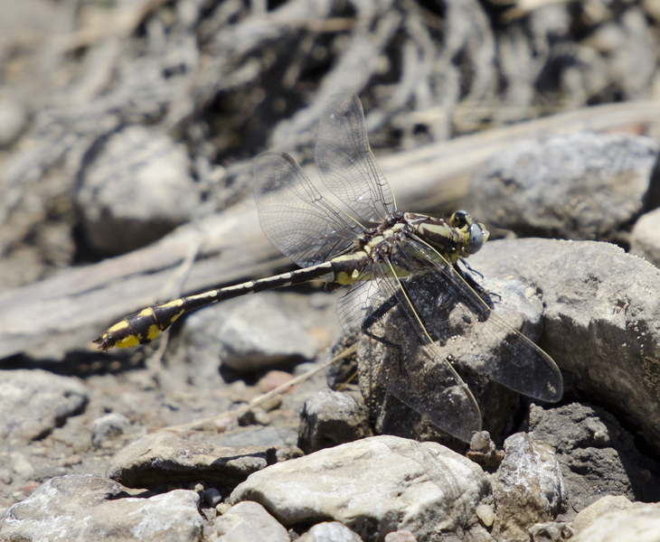 Gomphus2481