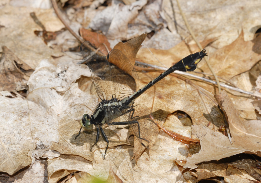 Gomphus3752
