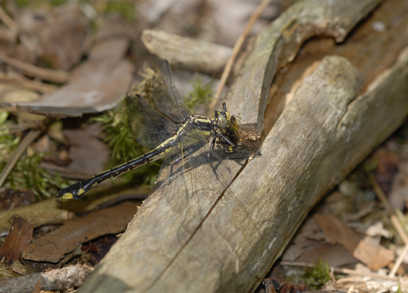 Gomphus3796