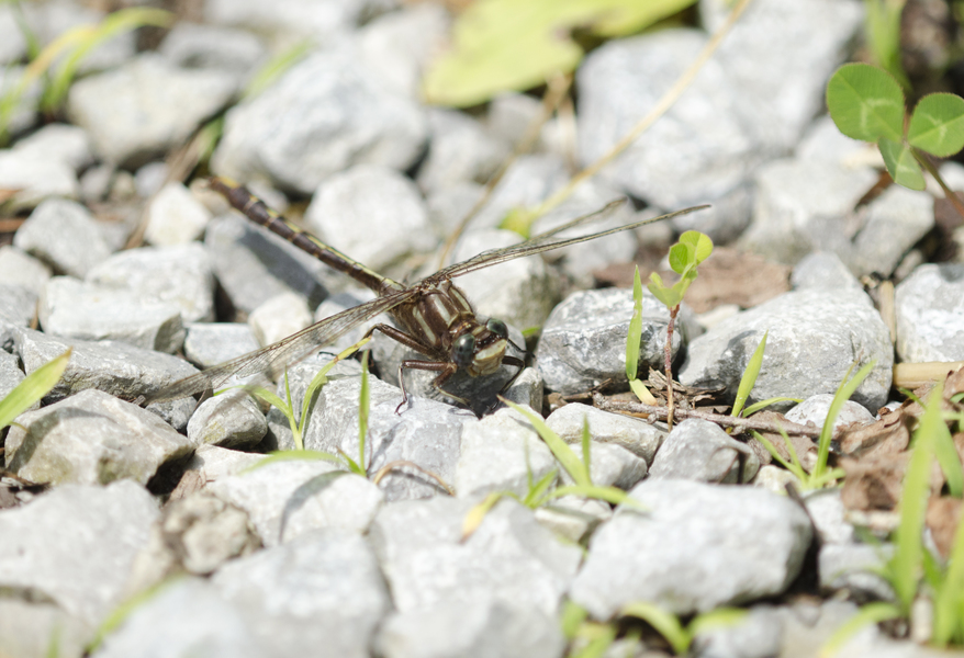 Gomphus3917