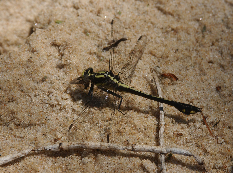 Gomphus7798