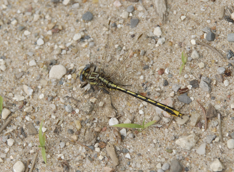 Gomphus_exilis0075