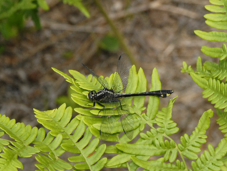 gomphid0021