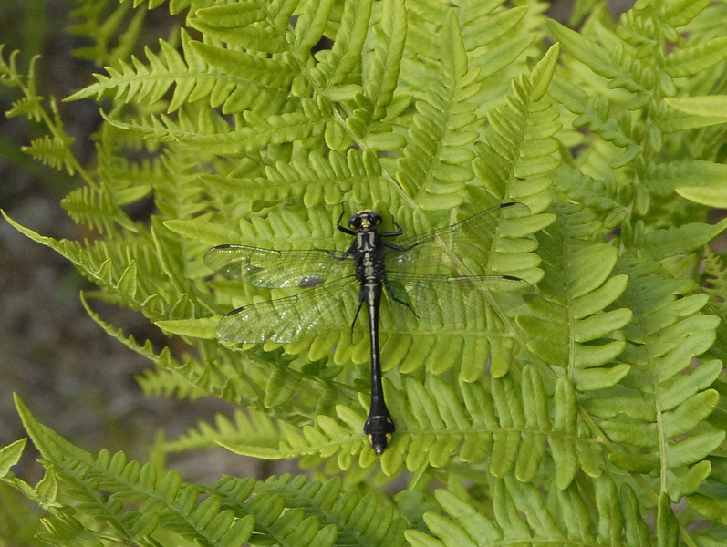 gomphid0022