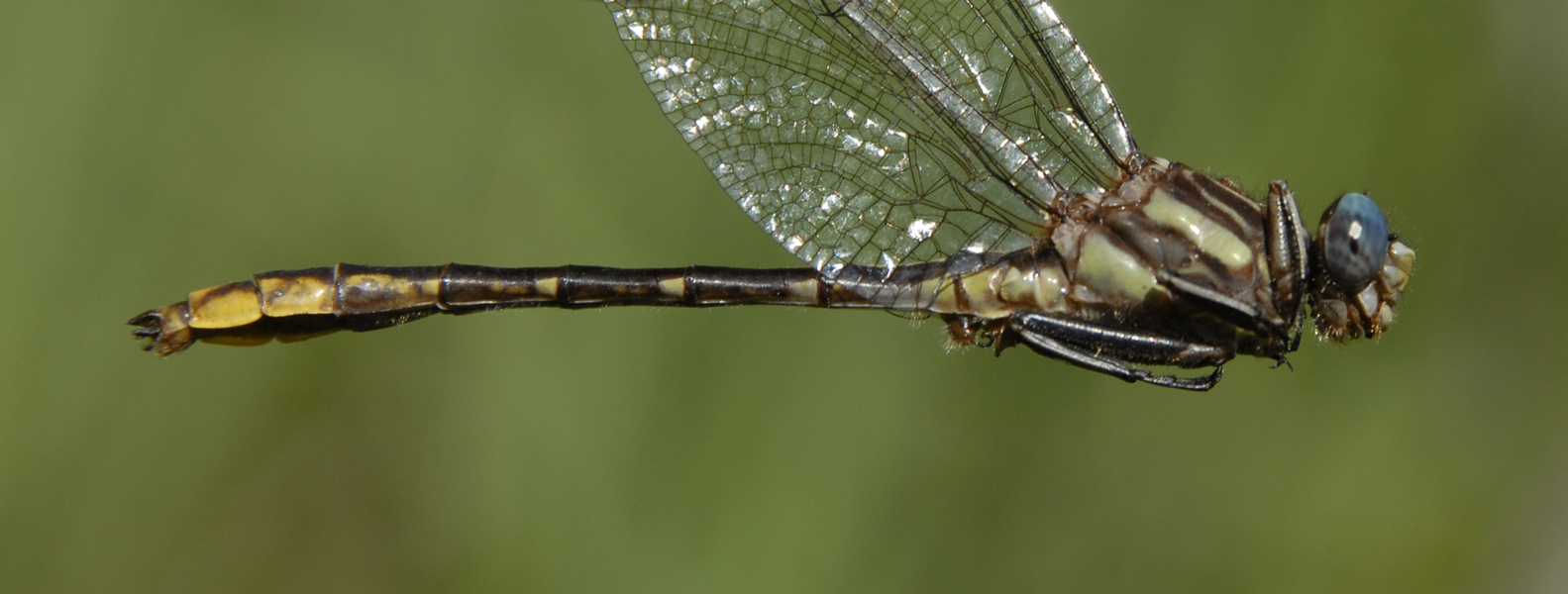 gomphus0019