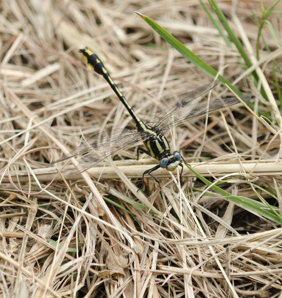 gomphus2319