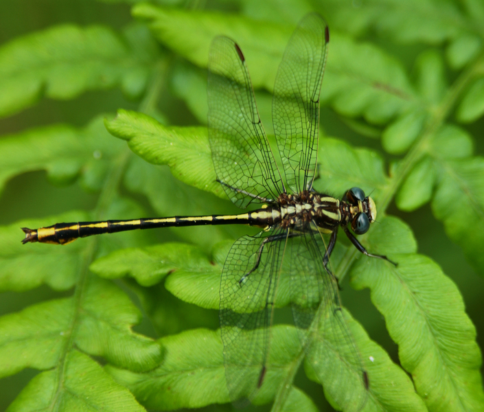 gomphus_graslinellus5223
