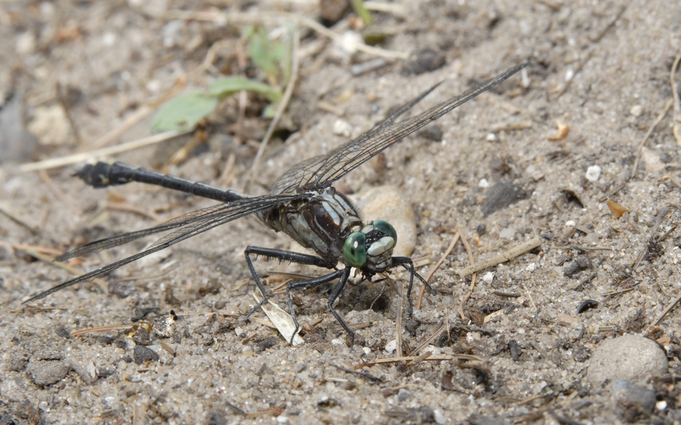 Dromogomphus0021