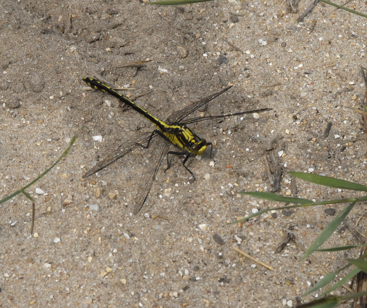 Dromogomphus0026