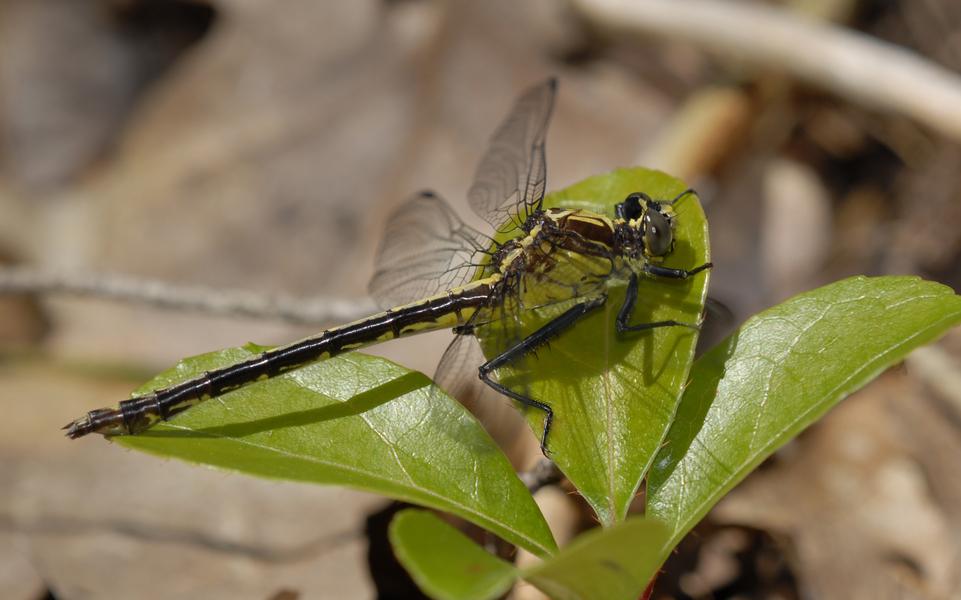 Dromogomphus3792