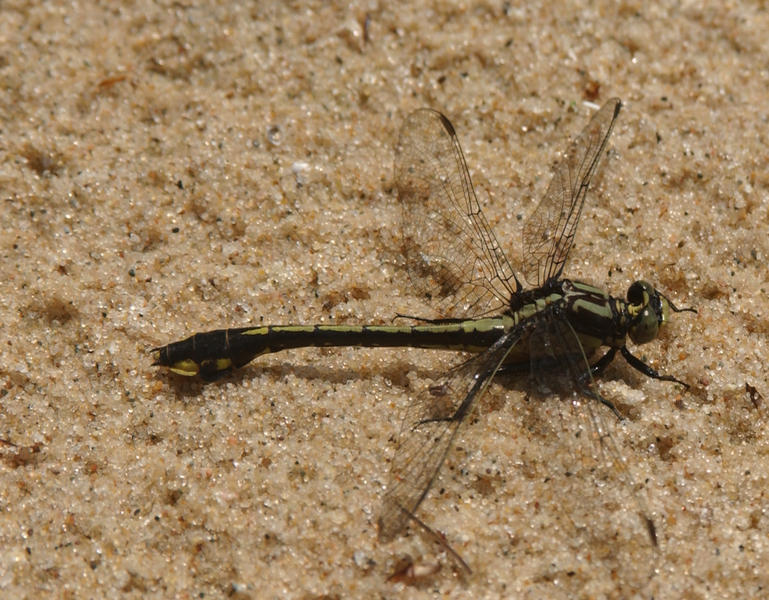 Dromogomphus4927