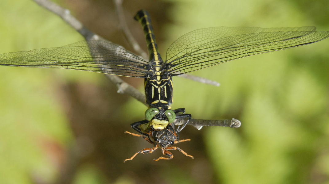 Hagenius_Okanagana4154