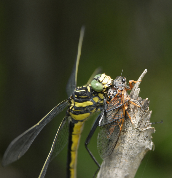 Hagenius_Okanagana4165