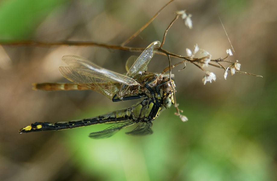 predation4921