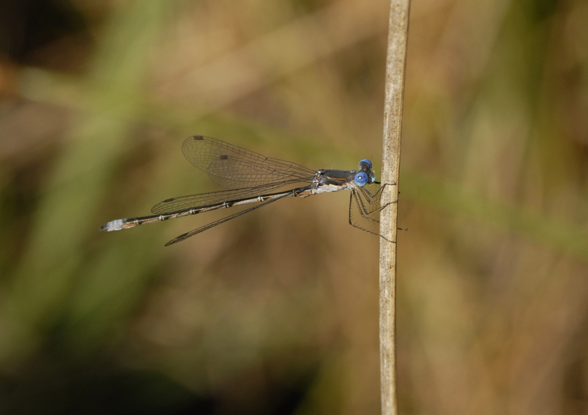 Lestes1048