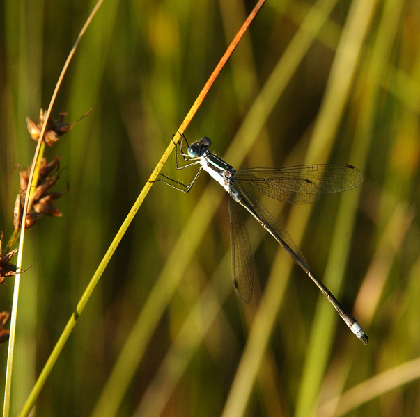 Lestes6074