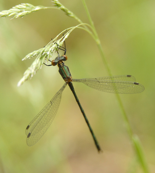 Lestes_dryas0009